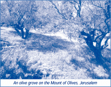 An olive grove on the Mount of Olives, Jerusalem