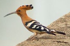 The hoopoe, Israel's State Bird