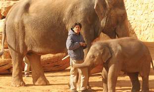 10-8-10 pic elephants to Turkey