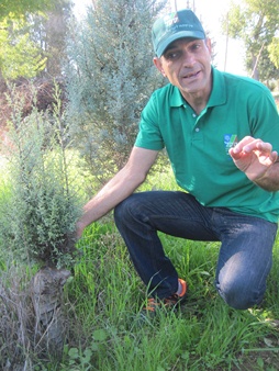 Yossi Sharuani with a tree growing out of an old tree stump. Photo: Yoav Devir