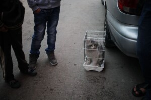 In this Friday, Nov. 22, 2013 photo, men keep a stolen cat in a bird cage at the so-called "thieves market" in downtown Amman, Jordan.