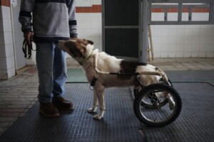 In this Wednesday, Dec. 4, 2013 photo, a zoo keeper shows Abyad on a wheeled dog cart at the Humane Center for Animal Welfare in Amman, Jordan. Abyad's legs were injured in an incident of abuse. (AP Photo/Mohammad Hannon)