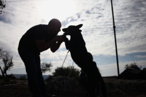 In this Friday, Nov. 22, 2013 photo, Omar Barrishi plays with his rescued 20-month-old Belgian Malinois dog, Shadow, on a picnic with rescued dogs in Ajloun, Jordan. Shadow was rescued and underwent successful surgery after his rear legs were chained until they broke in an incident of abuse.