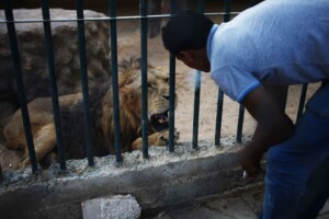 In this Friday, Aug. 9, 2013 photo, Mahmoud, a zoo keeper, blows cigarette smoke in the face of a lion, to provoke and make him roar as an attraction for visitors at a zoo in Amman, Jordan.