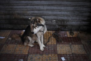 In this Friday, Nov. 22, 2013 photo, a stolen dog is chained on a street used for the so-called "thieves market" in downtown Amman, Jordan.