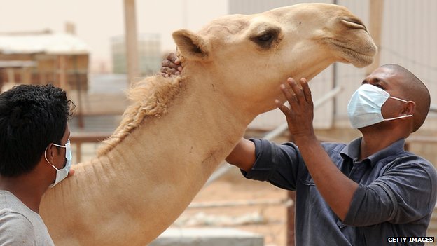 Saudi authorities have told people to wear masks around camels